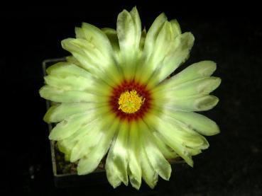 Plant with flower